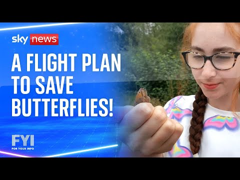 FYI: A flight plan to save butterflies