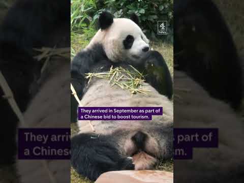 A pair of giant pandas are spending their first Christmas in Hong Kong