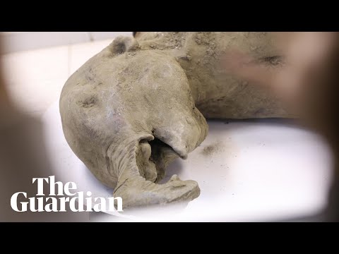 ‘World’s best-preserved mammoth’ found in Siberia