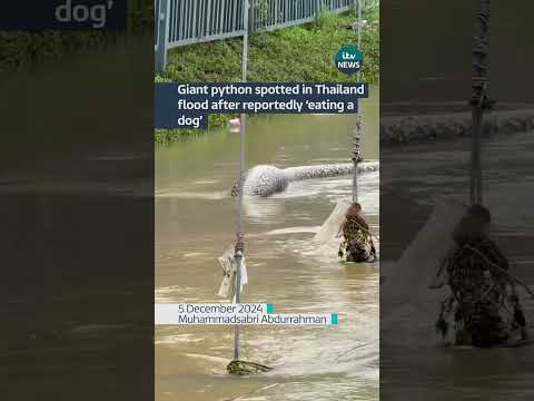 A giant python has been spotted floating in Thailand after devastating floods hit the country.