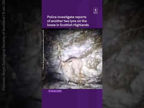 Lynx on the loose in Scotland