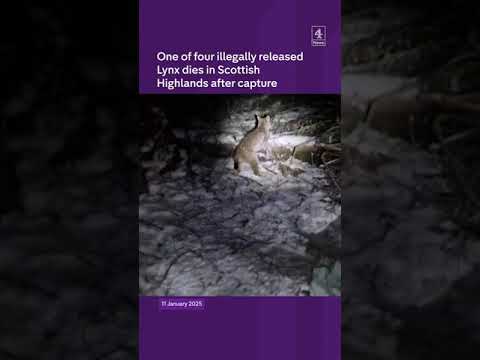 Lynx dies in Scottish Highlands