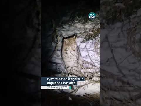 Lynx released illegally in Highlands ‘has died’, keepers say #itvnews news