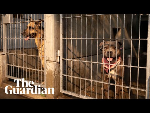 Animal rescuers care for pets evacuated from California wildfires