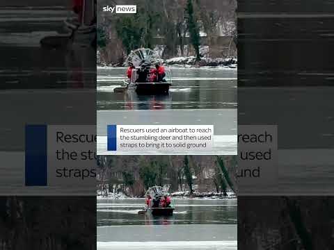 Deer rescued after getting stuck on ice