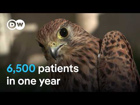 Europe’s biggest clinic for injured wildlife is in Spain | Focus on Europe