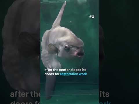 Japanese aquarium tries to cheer up lonely sunfish with fake cardboard visitors | DW News