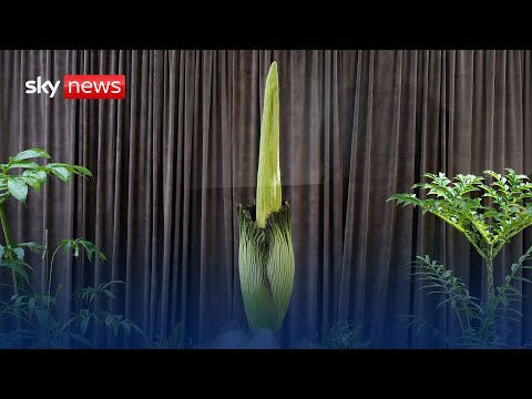 Live: Endangered ‘Corpse Flower’ plant is blooming