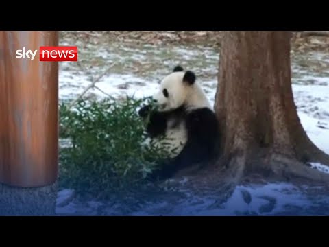 Say hello to Bao Li and Qing Bao – two new giant pandas at Smithsonian National Zoo in Washington
