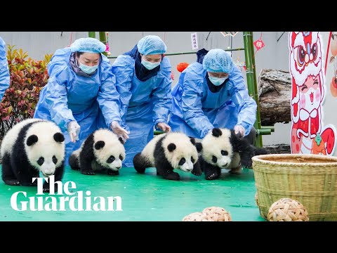 Twenty-five newborn baby pandas make first public appearance for Chinese lunar new year