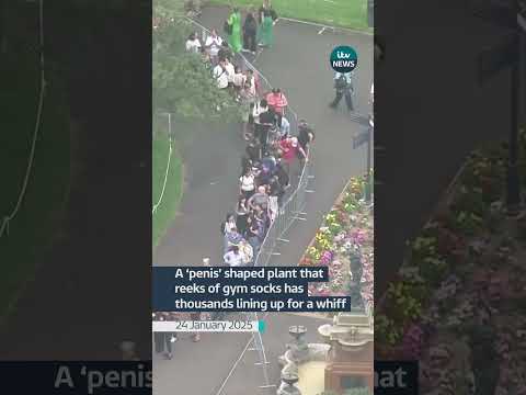 A ‘penis’ shaped plant that  reeks of gym socks has  thousands lining up for a whiff #itvnews #news