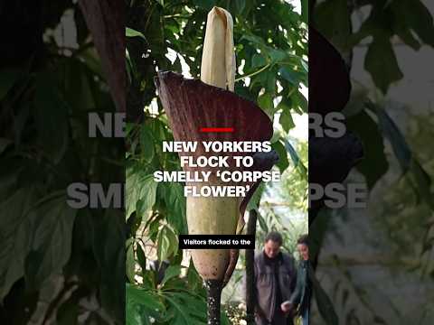 ‘Stinky cheese, some poop smells’: See why New Yorkers are flocking to this rare ‘corpse flower’