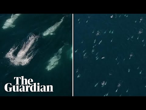 Drone footage captures rare ‘super pod’ of more than 1,500 dolphins off California’s coast