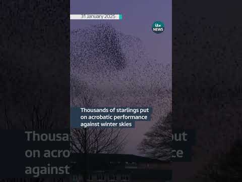 Thousands of starlings were seen flying through Ripon, North Yorkshire.