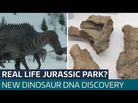New discovery could bring us a step closer to sequencing dinosaur DNA | ITV News