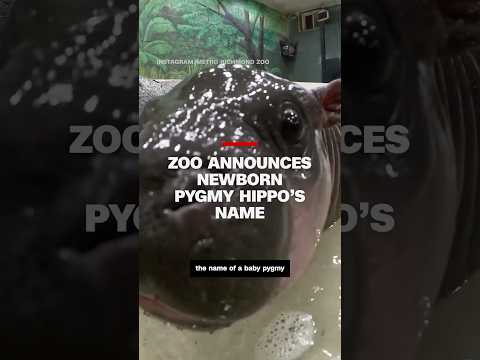 Zoo announces newborn pygmy hippo’s name