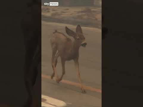 Deer seen running away from US wildfires