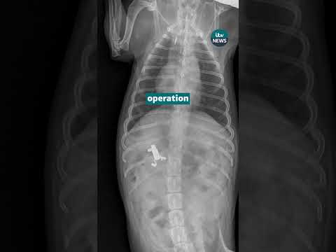 Dog ‘lucky to be alive’ after swallowing vape while out on walk
