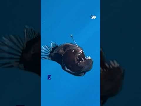 Deep-sea anglerfish in shallower waters near the Canary Islands | DW News