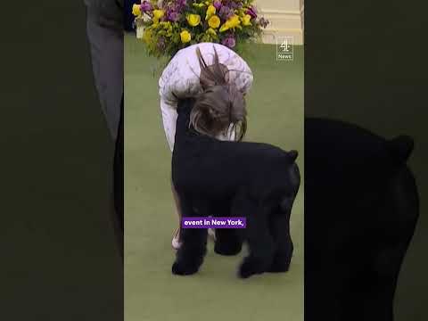 Giant schnauzer wins America’s top dog show