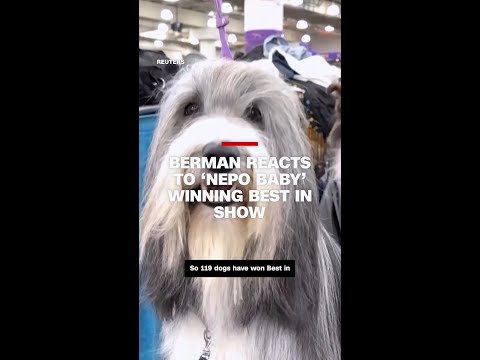 Berman reacts to ‘nepo baby’ winning Best in Show