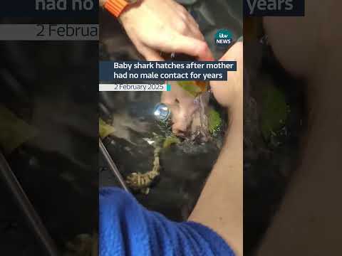 A baby shark in Louisiana was born to a mother that hasn’t had male contact for three years #itvnews