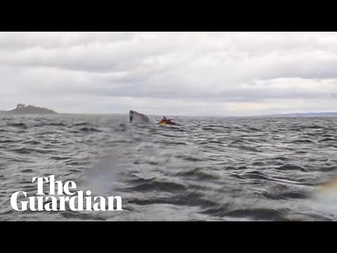 ‘I thought it had eaten me’: humpback whale briefly swallows kayaker off the coast of Chile