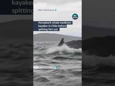 Humpback whale swallows kayaker #itvnews