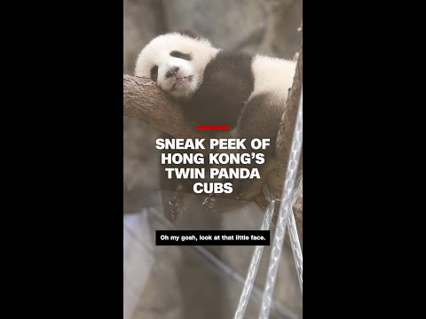 CNN gets sneak peek of twin panda cubs in Hong Kong