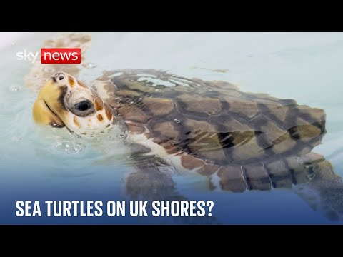 Sky News inside the UK’s first Turtle Rehabilitation and Repatriation Centre
