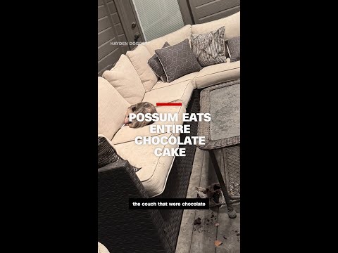 Possum eats entire chocolate cake
