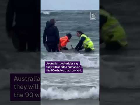 Stranded whales in Tasmania can’t be saved