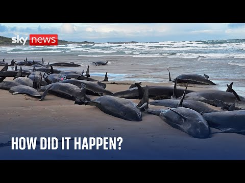 More than 150 false killer whales stranded on remote beach in Tasmania