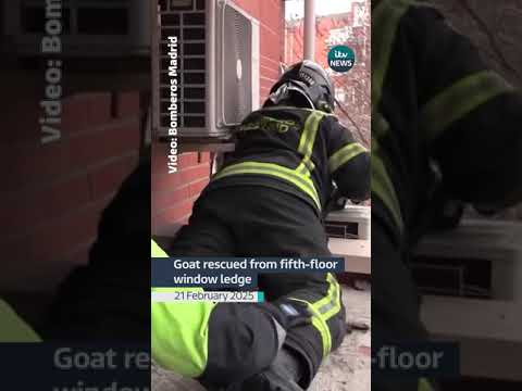 Madrid firefighters rescue a goat from a fifth-floor window ledge #itvnews #madrid