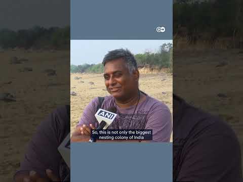 700,000 turtles gather in India to nest | DW News