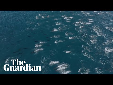 ‘Super pod’ of thousands of dolphins spotted off California coast