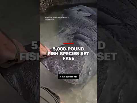 5,000-pound fish species set free