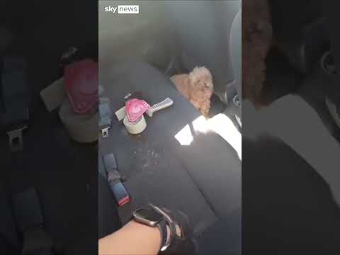 Dog saved from overheated car