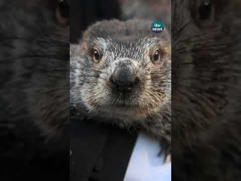 PETA wants to give Punxsutawney Phil a break this Groundhog Day #itvnews #groundhogday