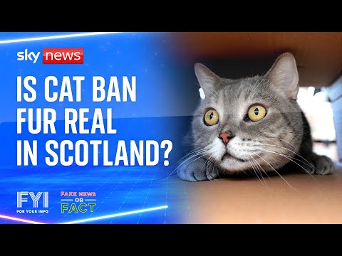 FYI: Fake News or Fact – Are the Scottish government really considering banning pet cats?