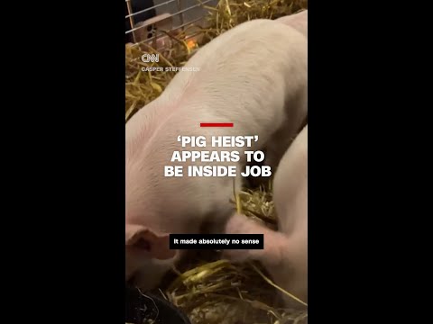 ‘Pig heist’ appears to be inside job
