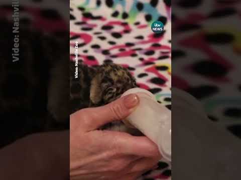 Rare clouded leopard cub born at Nashville Zoo | ITV News