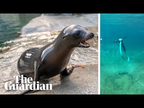 Baby sea lion ‘acts like as a ribbon dancer’ when playing with artificial kelp