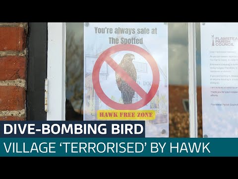 Hertfordshire village ‘terrorised’ by dive-bombing hawk