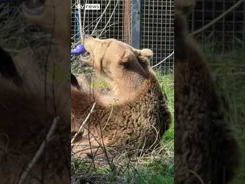 Boki the bear emerges from hibernation