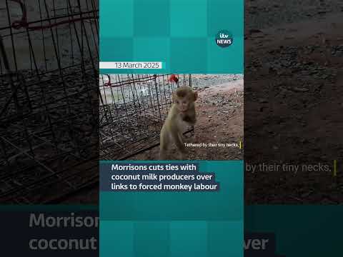 Morrisons drops producers of their own-brand coconut milk over links to monkey labour #itvnews