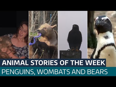A blind penguin’s prize hopes & a harassing hawk, watch ITV News’ animal stories of the week