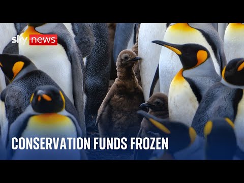 Conservation funds ‘frozen’ by the UK government concerns environmentalists