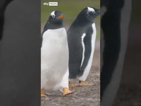 The Falklands’ one million penguins