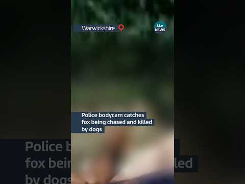 Police bodycam catches fox being chased and killed by dogs| ITV News